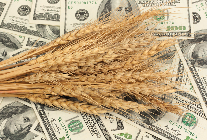 Российский зерновой рынок продолжает укрепляться на фоне девальвации рубля