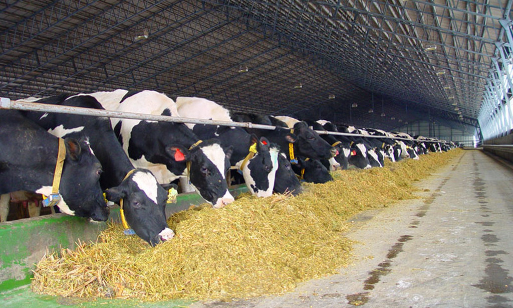 Молочную ферму на 6 тыс. голов построят в Тверской области